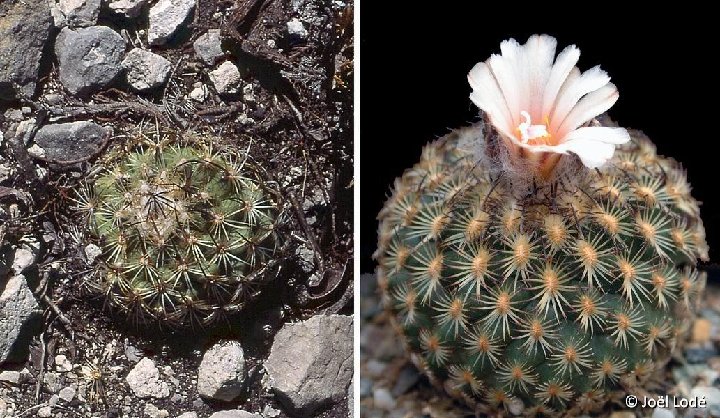 Turbinicarpus saueri ssp. ysabelae, Tula Tam. Mexico ©JL1860